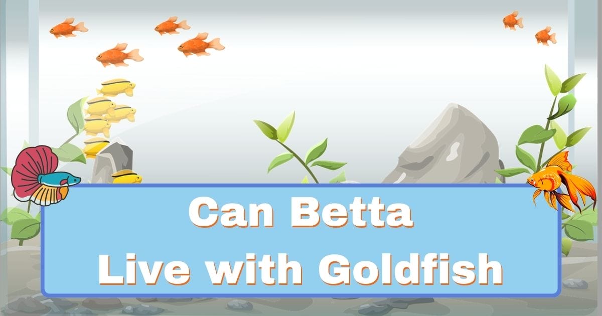 Can betta live with Goldfish? 6 Facts You Need to Know