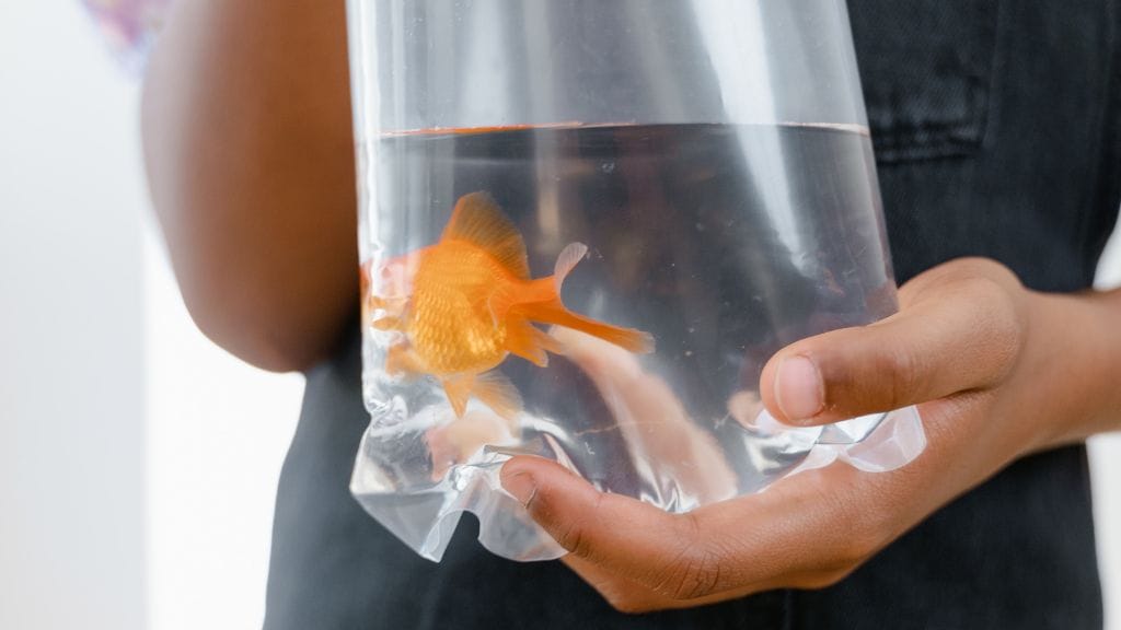 A fish in a plastic bag