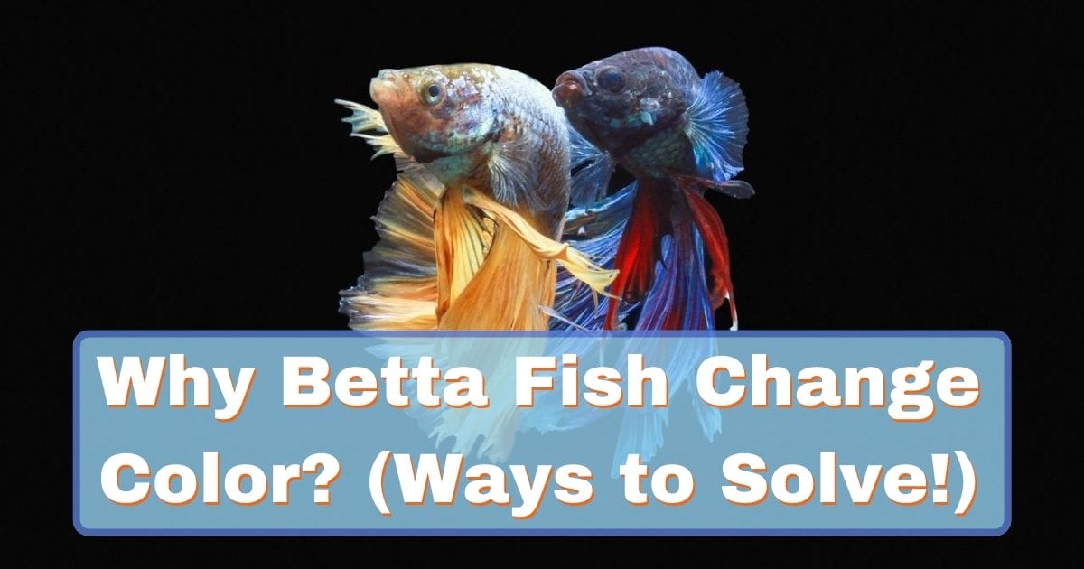 Why Betta Fish Change Color&How to Solve!