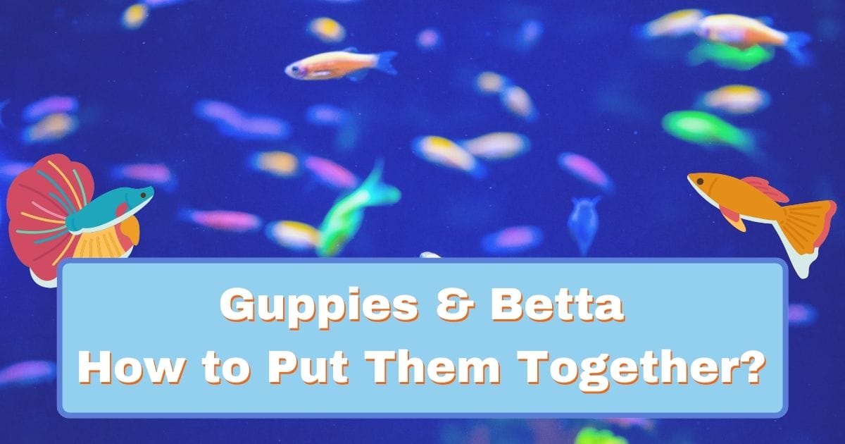 Guppies&Betta: Can Live Together Safely?