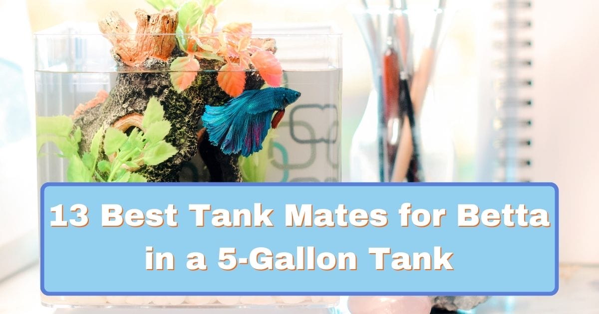13 Best Tank Mates for Betta in a 5-Gallon Tank