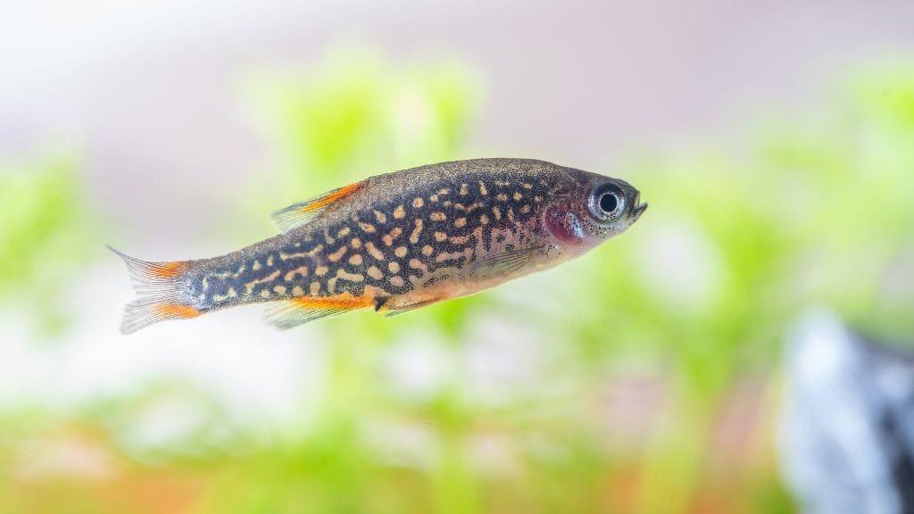 Celestial Pearl Danio