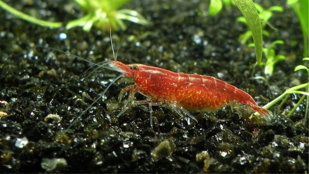 cherry shrimp