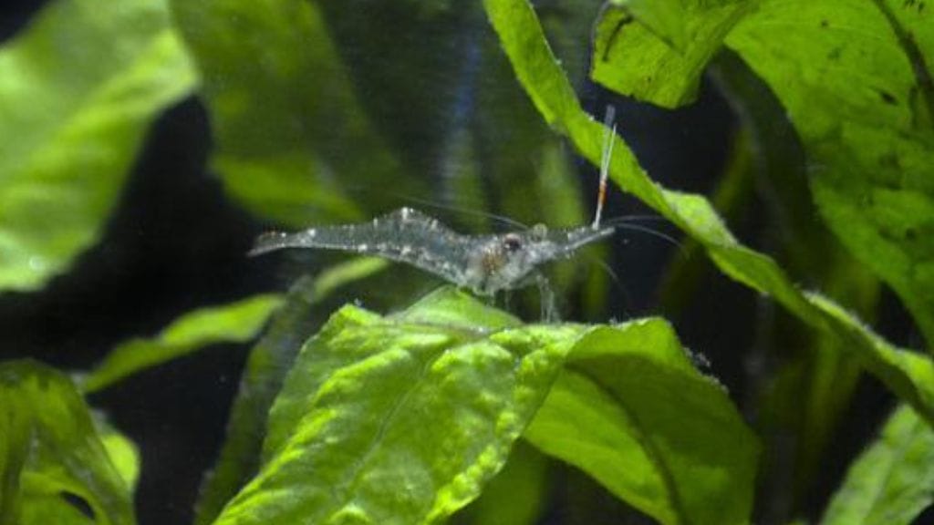 Ghost Shrimp
