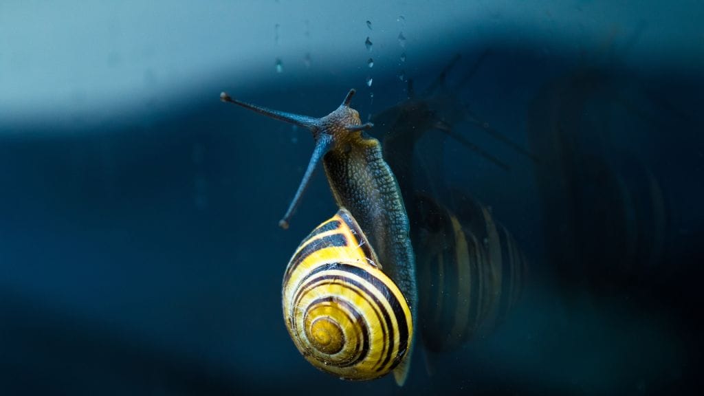 Nerite Snail