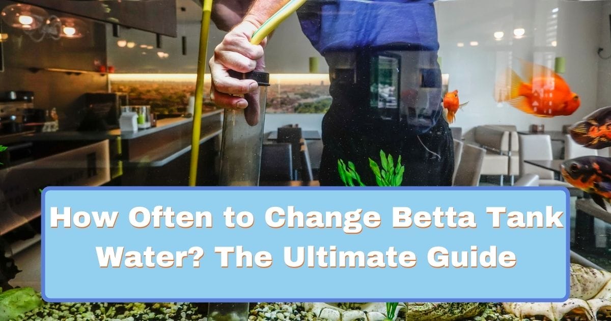 How Often to Change Betta Tank Water? The Ultimate Guide