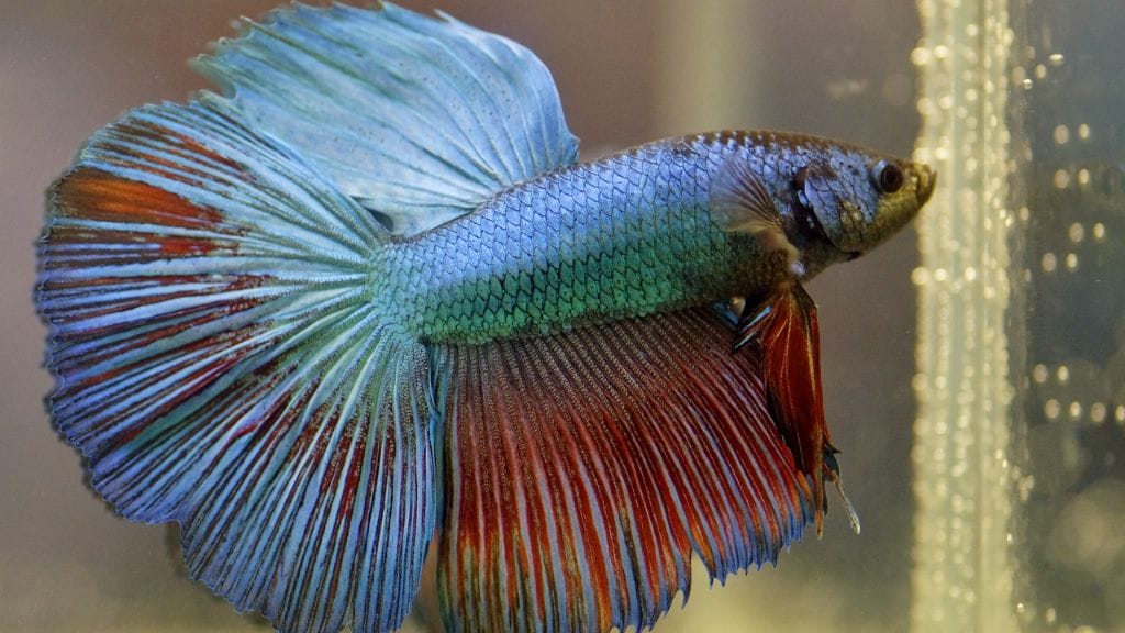 a healthy betta fish
