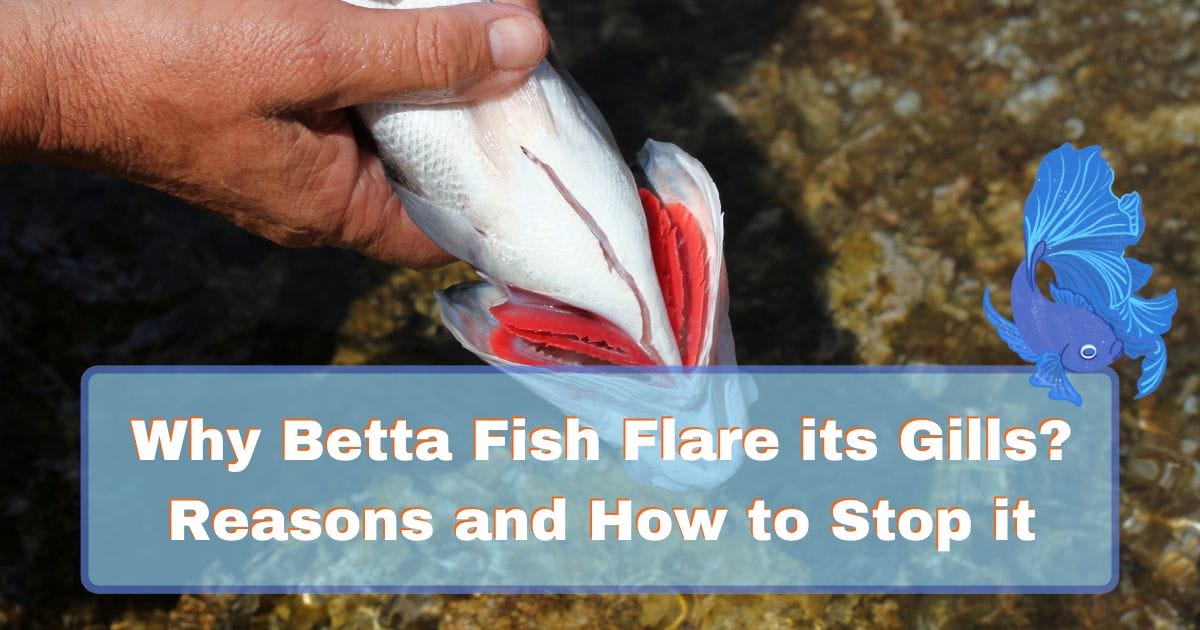 Why Betta Fish Flare its Gills? Reasons & How to Stop It